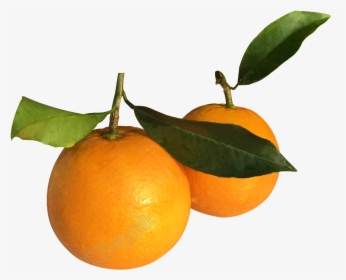 Vector Orange Mandarin - Rangpur, HD Png Download, Free Download