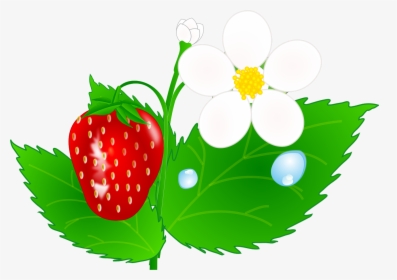 Strawberry Plant Png - Strawberry Plants Clip Art, Transparent Png, Free Download