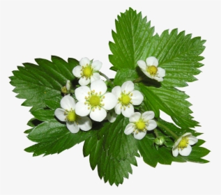 Strawberry, Flowers, Alpine, Ground Cover Plant - Strawberry Flowers Png, Transparent Png, Free Download