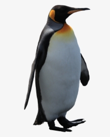 Emperor Penguin Bird Penguins Of The World - Penguin Transparent Background, HD Png Download, Free Download