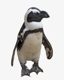 Penguin Png Image - African Penguin Transparent Background, Png Download, Free Download