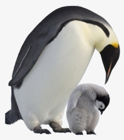 Penguin Png Image Transparent Background - Transparent Background Penguins Transparent, Png Download, Free Download