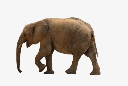 Baby Elephant Png, Transparent Png, Free Download