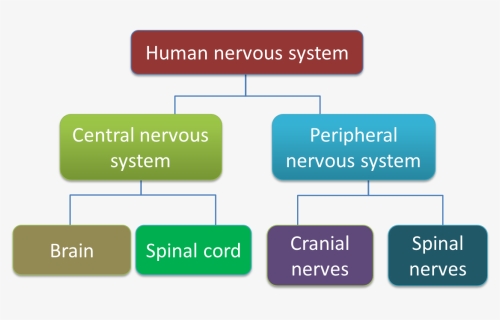 Chart Showing The Classification Of Human Nervous System, HD Png Download, Free Download