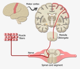 An Image Showing The Motor Pathway Of The Somatic Nervous, HD Png Download, Free Download