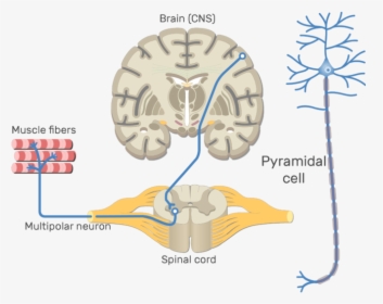 Clipart Brain Central Nervous System, HD Png Download, Free Download