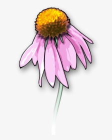 Collection Of Free Daisy Drawing Dead Flower Download, HD Png Download, Free Download