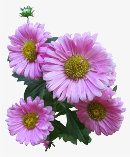 Pink, Daisy, Cut, Out, HD Png Download, Free Download