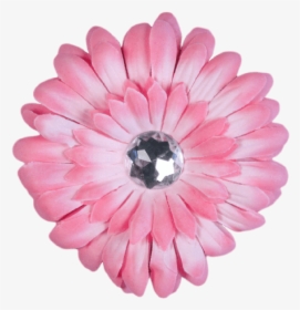 Light Pink Flower Barberton Daisy-, HD Png Download, Free Download