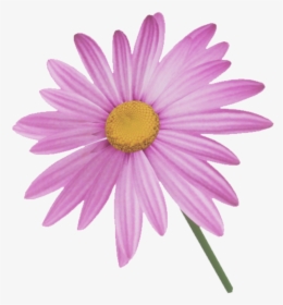 Marguerite Daisy, HD Png Download, Free Download