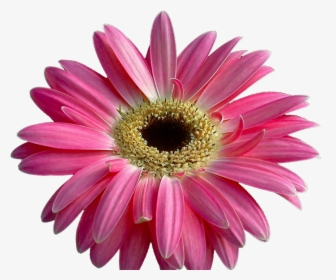 Pink Daisy Png, Transparent Png, Free Download