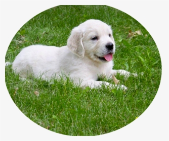Transparent Golden Retriever Puppy Png, Png Download, Free Download
