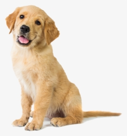 Happy Golden Retriever Puppy, HD Png Download, Free Download