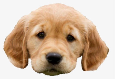 Golden Retriever Puppy Png, Transparent Png, Free Download