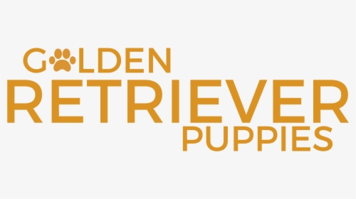 Golden Retriever Puppies, HD Png Download, Free Download