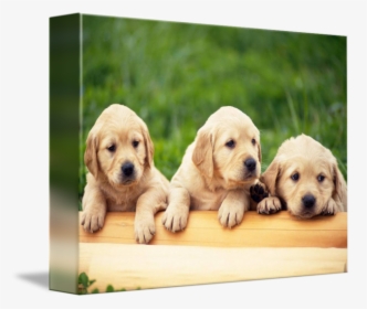 Clip Art Pictures Of Golden Retriever Puppies, HD Png Download, Free Download