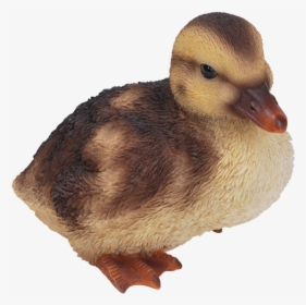 Duckling Png, Transparent Png, Free Download