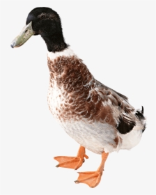Duck From Front, HD Png Download, Free Download