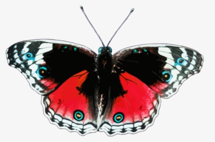 Red Butterfly Png, Transparent Png, Free Download