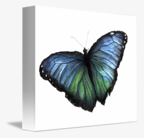 Blue Morpho Butterfly Png, Transparent Png, Free Download