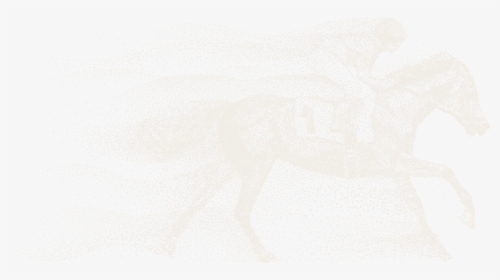 Race Horse Png, Transparent Png, Free Download