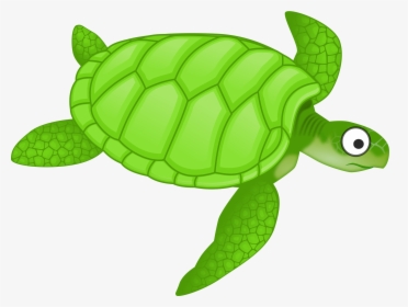 Turtle Cartoon Png, Transparent Png, Free Download