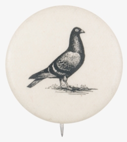 Pigeon Art Button Museum, HD Png Download, Free Download
