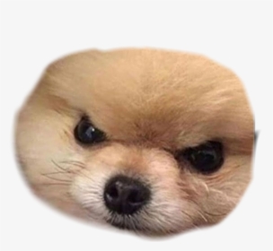 Angry Dog Png, Transparent Png, Free Download