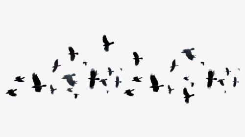 Flying Bird Silhouette Png, Transparent Png, Free Download