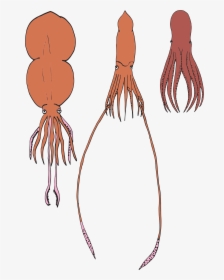 Drawings Of A Colossal Squid, Giant Squid, And Giant, HD Png Download, Free Download