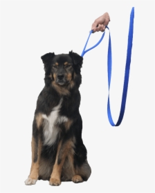 Quick Halt Leash Dog Bebopusa Pet Leashes, HD Png Download, Free Download