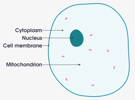 Animal Cell Png, Transparent Png, Free Download