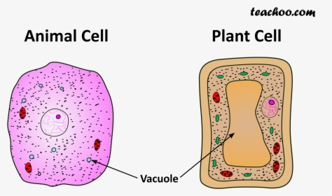 Both Plant And Animal Cell, HD Png Download, Free Download