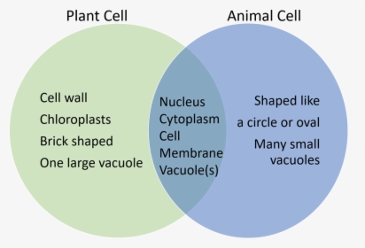 Transparent Animal Cell Png, Png Download, Free Download