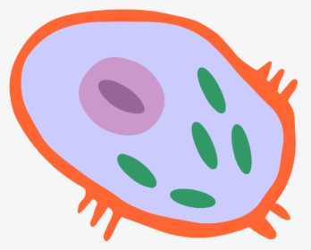 Human Cell Png, Transparent Png, Free Download