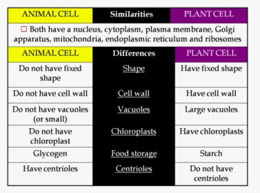 Transparent Plant Cell Clipart, HD Png Download, Free Download