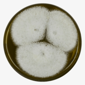 Aspergillus Alliaceus Meaox, HD Png Download, Free Download