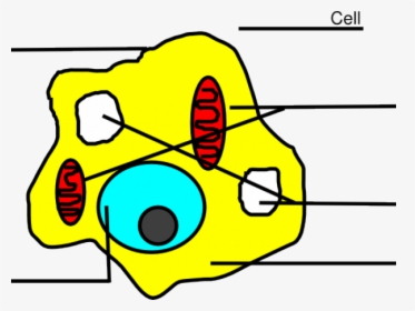 Animal Cell Easy, HD Png Download, Free Download