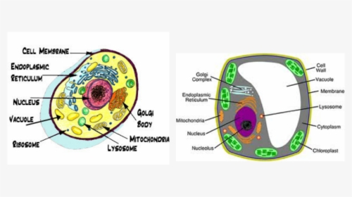 Transparent Vacuole Clipart, HD Png Download, Free Download