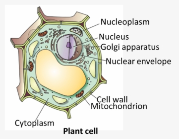 Result For Plant Cell, HD Png Download, Free Download