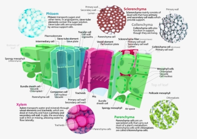 Difference Between Animal Tissue And Plant Tissue, HD Png Download, Free Download