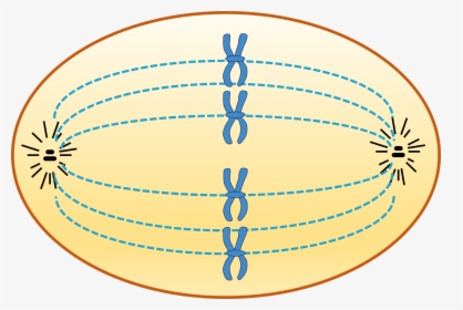 Animal Cell In Metaphase, HD Png Download, Free Download