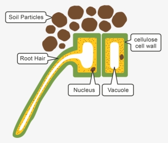 Image Of A Root Hair Cell, HD Png Download, Free Download