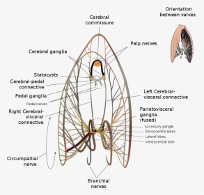 Scallop Neurological Diagram, HD Png Download, Free Download