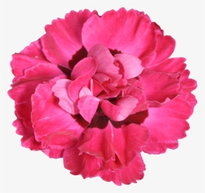 Dianthus, HD Png Download, Free Download