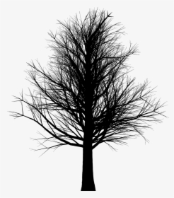 Leafless Tree Png, Transparent Png, Free Download