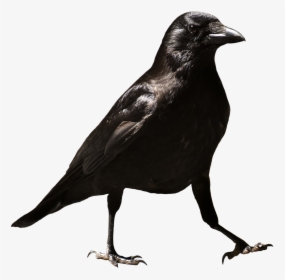 Common Raven Raven Raven Bird Free Photo, HD Png Download, Free Download