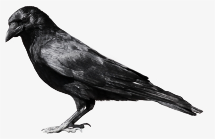 Raven Feather Png, Transparent Png, Free Download