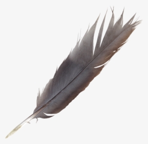 Bird Feather Quill Wing, HD Png Download, Free Download