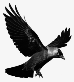 #mq #black #raven #bird #birds, HD Png Download, Free Download